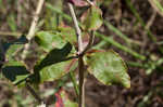 Dogtongue buckwheat